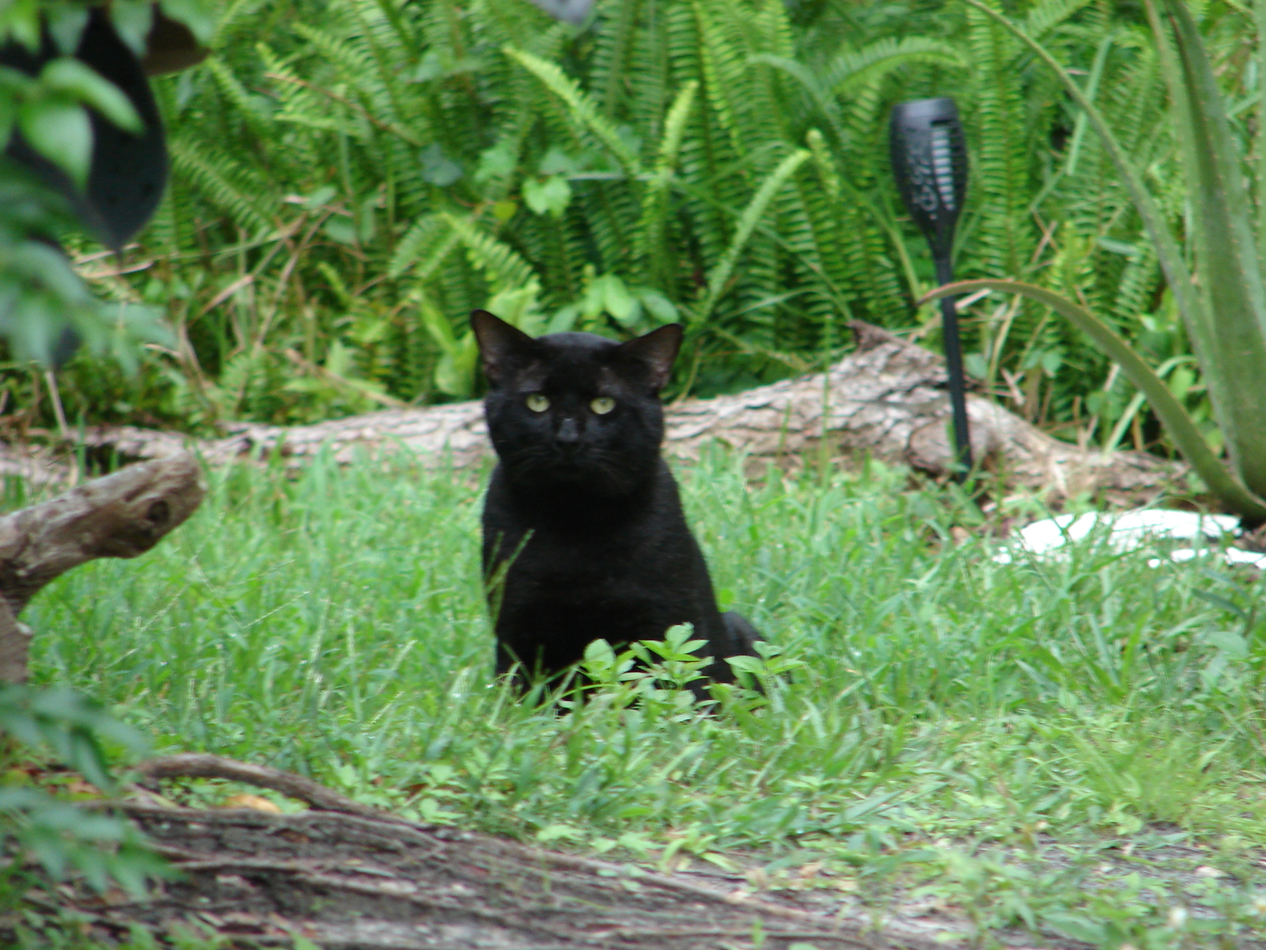 DSC00068.JPG
